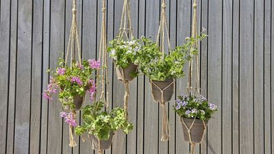 IKEA's '70s-Inspired Plant Hanger is the Nostalgic Home Addition I've Been Searching For – and it's Only $24.99