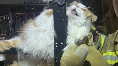 Kansas City cat rescued by firefighters after fleeing vet visit