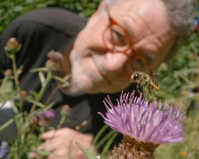 My Garden of a Thousand Bees review – a joyous film on the unbearable lightness of bee-ing