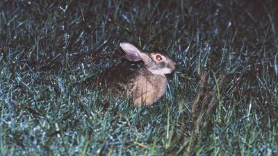 Critically endangered hare spotted in surprising location for the first time in 40 years — but it was already dead