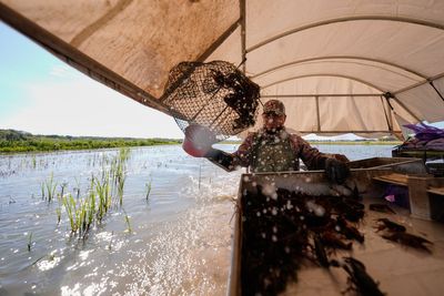 Louisiana's crawfish industry feels the pinch of limits on foreign workers