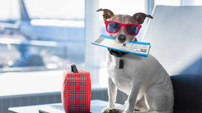 From Road Trips to Mountain Trails: How to Travel Responsibly with Pets