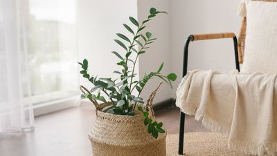 What to Do with Your ZZ Plant in March –6 Simple Steps for Stronger, Healthier Growth