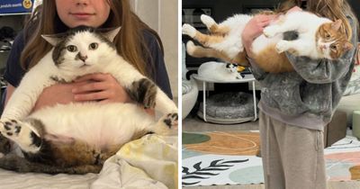 This Cat Sanctuary Helps Obese Felines In Need, And Here Are Their 33 Patients