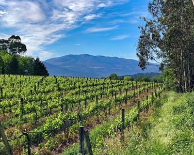 Aperitivo or dinner? Portuguese whites are always right