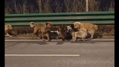 China: Your favourite internet story of 7 dogs returning home isn't true – it's not fake either