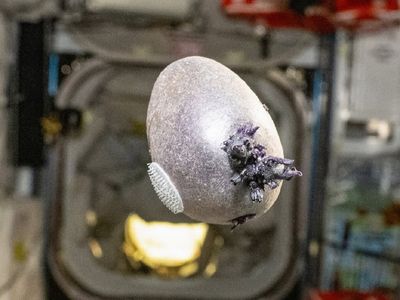 Viral 'Space Potato' Freaks Viewers, Asks NASA to 'Kill It With Fire'—Astronaut Says It's His 'Hobby'