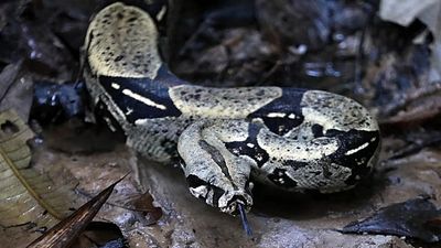 Crooks using animals to intimidate victims, Italian police warn after busting illegal reptile house