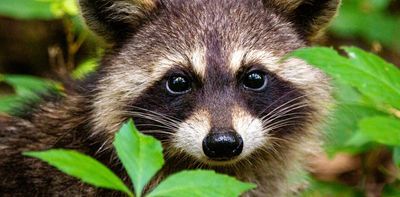 The raccoon raiding your garbage bin might just be solving a puzzle — for the fun of it