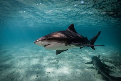 Sharks ingesting cocaine and painkillers in popular tourist hotspot