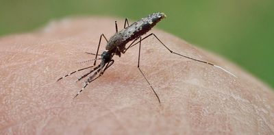 Mosquitoes carrying malaria are evolving more quickly than insecticides can kill them – researchers pinpoint how