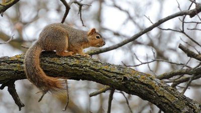 Squirrels in city parks have discovered vapes — and, oh well, now we have a nicotine squirrel problem