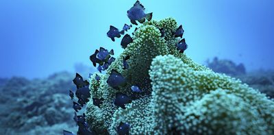 What does China’s host bid mean for the High Seas Treaty?