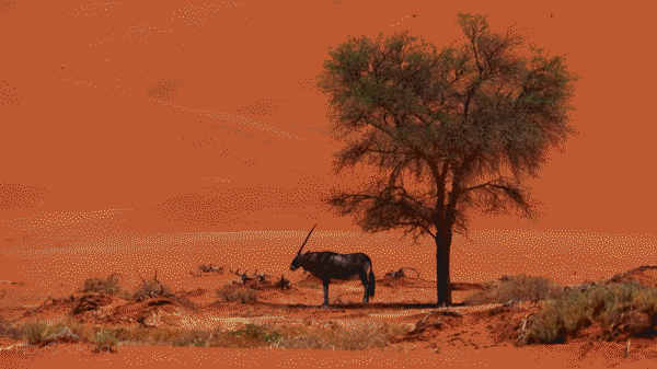 The Drone Video of the Year is spectacular – you've never seen Namibia like this, from the desert to Atlantic coastline, and stunning safari wildlife