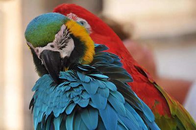 Macaw as a Pet: Beauty Vs Responsibility