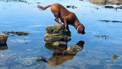 11-year-old wins photo prize with image of dog that can't swim stuck on rock – and it captured 31% of the public vote