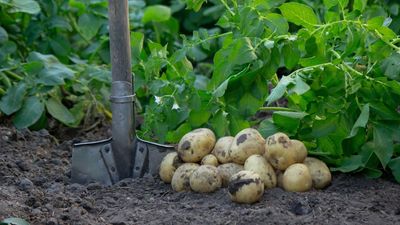 What to Do With Potatoes in April – 5 Crucial Steps of Prepping and Planting for the Best Crops