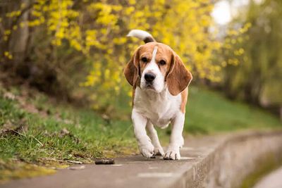 Is Beagle the Right Dog for Your Home ? Pros and Cons Explained