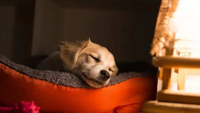 Your Pet Is Not “Just Sleeping More”. Something Else Could Be Wrong