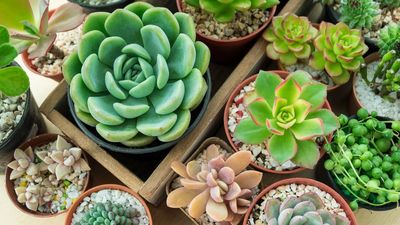 Your succulent is dying of thirst every time you mist it — do this instead
