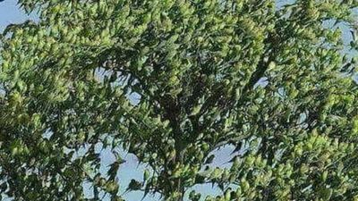 One Tree, Hundreds of Parrots, And Suddenly Everyone Looked Up
