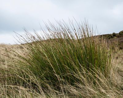 Country diary: Look again at these unassuming spiky bundles – they’re firestarters