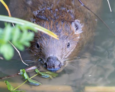 Beavers ‘breathe new life’ into Dorset as dams built and biodiversity returns