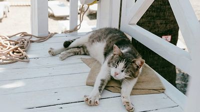 This residential cruise allows passengers to live onboard – and bring their furry friends