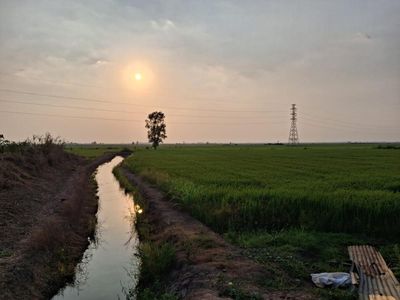 In Thailand’s rice paddies, rising petrol prices spell chaos for farmers