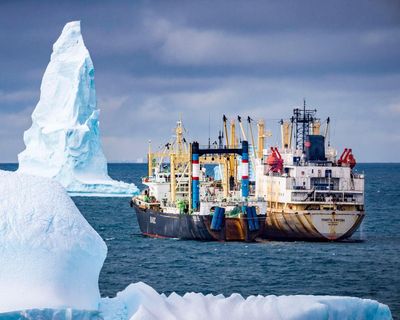 Antarctic whales’ remarkable comeback is threatened by krill fishing