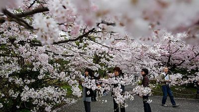 Japan: Tokyo sakura season begins with Ueno Park picnics