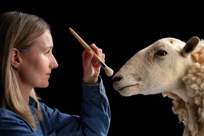 Cloned predecessor to Dolly the sheep goes on permanent show at museum