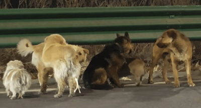 Viral 'China Dogs Escape' Story Exposed as Fake — Was It AI Trickery or a Wild Misinformation Hoax?