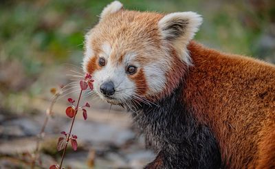 Endangered red panda arrives at UK zoo for ‘blind date’