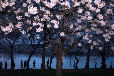 A world in bloom: Spring flowers unfold from Tokyo to Mexico, in photos