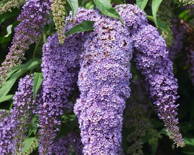 Romantic but unruly: cut back your buddleja now – before it takes over your garden