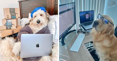 This Page Shared 59 Funny Pics Of Dogs Who Somehow Became The Cutest Remote Workers Ever
