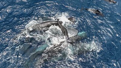 ‘Really special’: Watch as mother, sister and daughter whales unite in supporting newborn calf