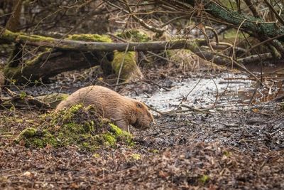 Beavers transform Dorset woodland one year after first wild release