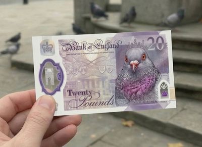 Bird lover calls for pigeons to appear on £20 banknotes as they're 'national treasures'