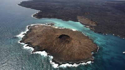 As high seas treaty takes shape, Galapagos proves that protection pays off
