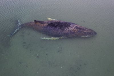 Inside the 76 hour rescue effort to save stranded humpback whale give 0.1% chance of survival