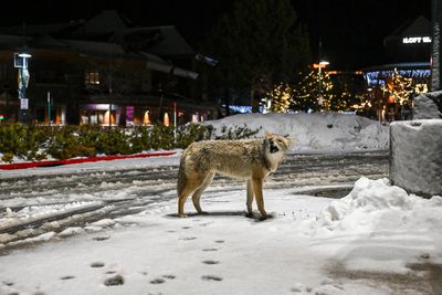 Wily coyote? Urban canines take more risks compared with rural ones, study finds