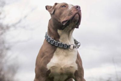 XL bully found ‘eating’ pensioner in fatal attack