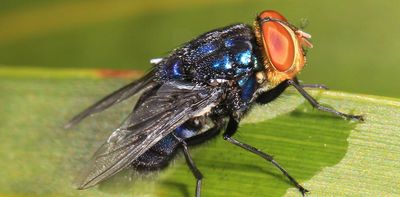 A flesh-eating fly is advancing towards the US border – can it be stopped?