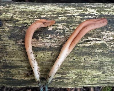 Striking it licky: rare tongue-shaped fungus found for first time in UK