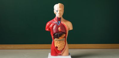 New discoveries are showing how human anatomy is far from settled