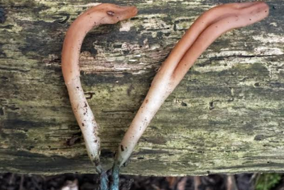 Rare ‘Earthtongue’ fungus found in ancient woodland is new species for UK