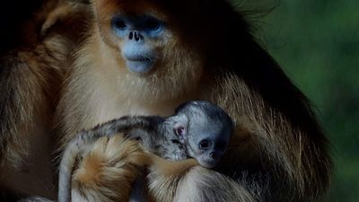 First golden snub‑nosed monkey born outside Asia makes debut at French zoo