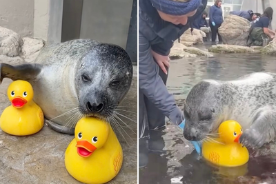 Watch as Reggae the seal makes friends with two rubber ducks